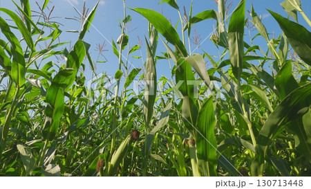 A Vibrant Cornfield Flourishing Under a Clear, Bright Blue Sky in the Warm Summer Air 130713448