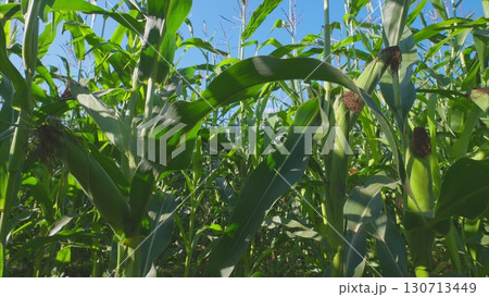 A lush cornfield thrives under a clear and expansive blue sky, showcasing natures splendor A lush cornfield thrives under a clear and expansive blue sky, showcasing natures splendor 130713449
