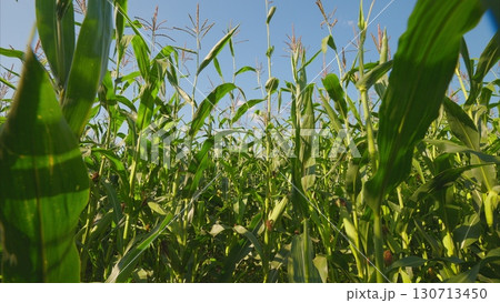 A Beautiful Lush Cornfield Beneath a Vast and Clear Blue Sky, Full of Vibrant Life 130713450