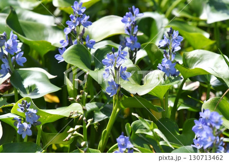 ミズアオイ、青紫の花 130713462