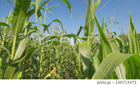 A colorful corn field is thriving majestically under a clear blue sky on a beautiful summer day 130713471