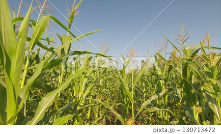A Vibrant Cornfield Flourishes Under a Clear Blue Sky, Showcasing Agricultural Beauty A Vibrant Cornfield Flourishes Under a Clear Blue Sky, Showcasing Agricultural Beauty 130713472