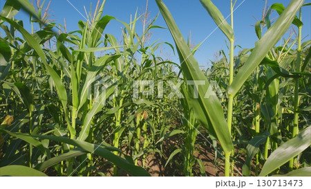 A beautiful and lush green cornfield thriving under a brilliantly clear blue sky overhead 130713473