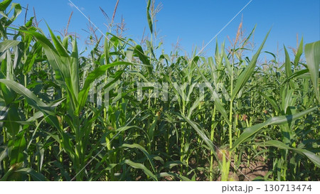 A Vibrant and Lush Cornfield Flourishing and Growing Beautifully Beneath a Clear and Bright Blue Sky 130713474