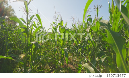 A Vibrant, Lush Cornfield Flourishing Under Bright, Clear Skies Perfect for Agriculture and Nature A Vibrant, Lush Cornfield Flourishing Under Bright, Clear Skies Perfect for Agriculture and Nature 130713477