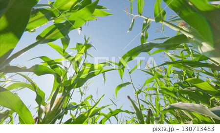 A Lush Green Field Stretching Under a Clear Blue Sky that Reflects Natural Beauty 130713483