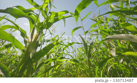 A beautiful, lush green cornfield seen from a ground perspective, showcasing natures glory 130713487