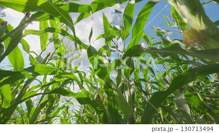 A Lush Cornfield Seen from a Ground Perspective on a Bright and Sunny Day in Summer 130713494
