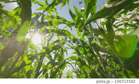A Vibrant Cornfield Stretching Under the Bright, Shimmering Sunlight on a Beautiful Day 130713502