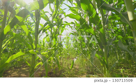 A Stunning and Breathtaking View of a Lush Cornfield Surrounded by Green Foliage and Beautiful Trees 130713509
