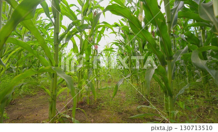 Experiencing a Vibrant Perspective of a Cornfield in Natures Green Lushness and Beauty 130713510