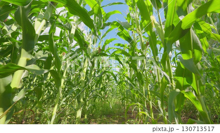 A Beautiful Lush Cornfield Perspective, Showcasing a Clear and Bright Sky Above the Fields A Beautiful Lush Cornfield Perspective, Showcasing a Clear and Bright Sky Above the Fields 130713517
