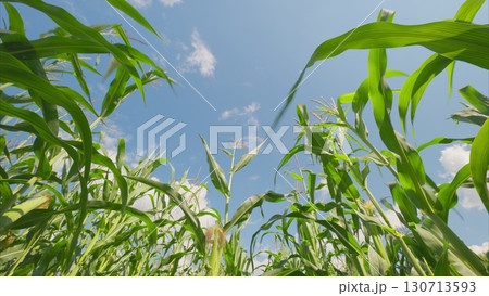 Gazing Upward Through a Lush and Welcoming Cornfield to Admire the Beautiful Blue Sky Above 130713593