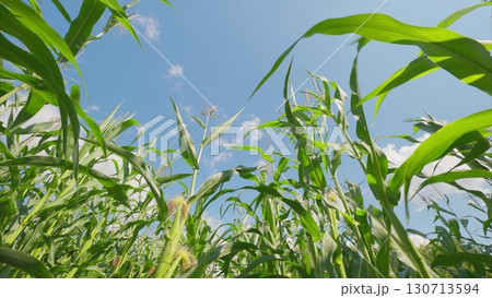 A Beautiful Cornfield Spreading Under a Clear Blue Sky with Bright and Warm Sunlight A Beautiful Cornfield Spreading Under a Clear Blue Sky with Bright and Warm Sunlight 130713594