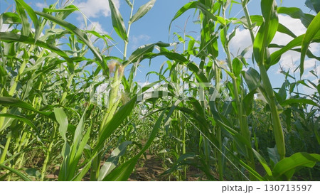 A Vibrant Cornfield Bathed in Warm Sunlight Under a Beautiful Sunny Sky Surrounds Us A Vibrant Cornfield Bathed in Warm Sunlight Under a Beautiful Sunny Sky Surrounds Us 130713597