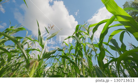 A Lush Cornfield Thriving Under a Bright Blue Sky Filled with Fluffy White Clouds 130713613