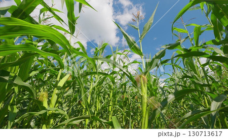 A Stunning and Beautifully Vibrant Corn Field Spreading Out Under a Clear and Bright Blue Sky 130713617
