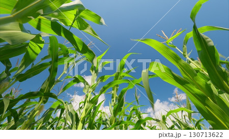 A Beautiful Cornfield that Boasts Vibrant Colors under a Clear Bright Blue Sky Above A Beautiful Cornfield that Boasts Vibrant Colors under a Clear Bright Blue Sky Above 130713622