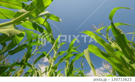 A Vibrant and Lush Cornfield Spreading Across the Land Under a Clear and Beautiful Blue Sky A Vibrant and Lush Cornfield Spreading Across the Land Under a Clear and Beautiful Blue Sky 130713623