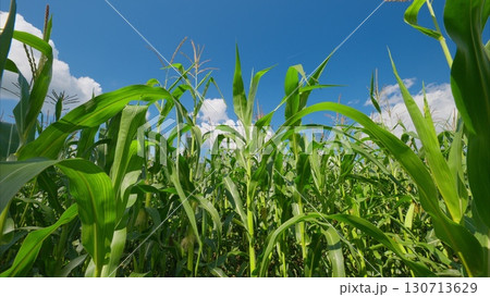 A Beautiful and Lush Cornfield Flourishing Under a Clear, Bright, and Sunny Blue Sky 130713629