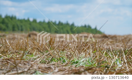 A Beautiful and Serene Landscape Featuring Tall Grass and Lush Trees Beneath a Clear Blue Sky 130713640
