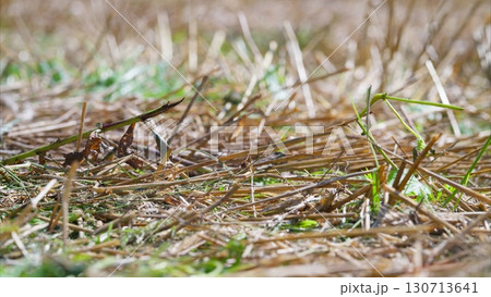 A Detailed CloseUp View of Natural Grassland Featuring Brown wheat Stalks Amongst Lush Green Grass 130713641