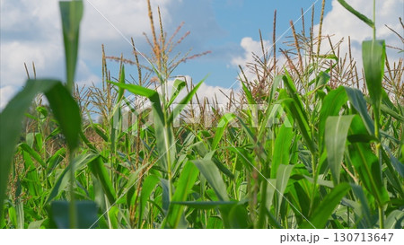 A Lush Cornfield Spreads Out Beneath a Beautifully Bright Blue Sky, Creating a Perfect Scene 130713647