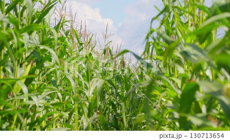 A Beautiful Lush Cornfield Pathway Beneath a Bright Blue Open Sky is Truly Inviting A Beautiful Lush Cornfield Pathway Beneath a Bright Blue Open Sky is Truly Inviting 130713654