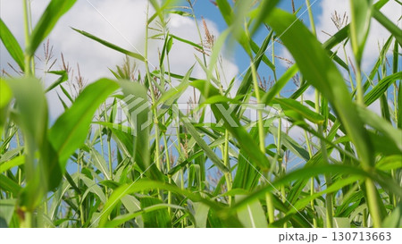 A Lush Green Cornfield Flourishing Vibrantly Under a Beautifully Bright and Clear Sky 130713663