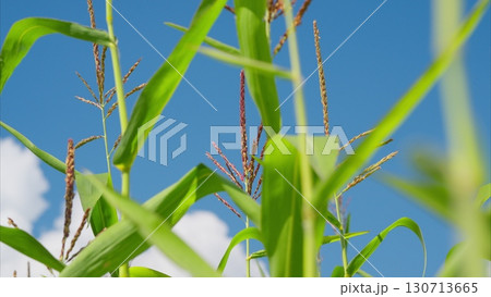 A Vibrant Cornfield Spread Out Under a Clear, Bright Blue Sky Filled with Fluffy Clouds A Vibrant Cornfield Spread Out Under a Clear, Bright Blue Sky Filled with Fluffy Clouds 130713665