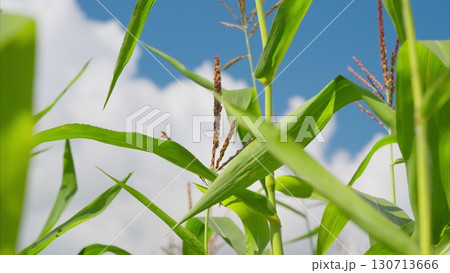 A Beautiful Lush Cornfield Thriving Under a Clear and Bright Blue Sky with Clouds A Beautiful Lush Cornfield Thriving Under a Clear and Bright Blue Sky with Clouds 130713666