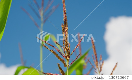 A stunning closeup image of a flowering corn plant beautifully framed against a bright blue sky A stunning closeup image of a flowering corn plant beautifully framed against a bright blue sky 130713667