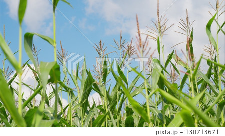 A Beautiful Corn Field Set Against a Clear, Bright Blue Sky Thats Truly Amazing and Serene A Beautiful Corn Field Set Against a Clear, Bright Blue Sky Thats Truly Amazing and Serene 130713671