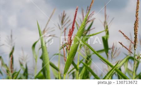 Vibrant Green Crops Flourishing Under a Dramatic Sky Filled with Clouds and Beauty Vibrant Green Crops Flourishing Under a Dramatic Sky Filled with Clouds and Beauty 130713672