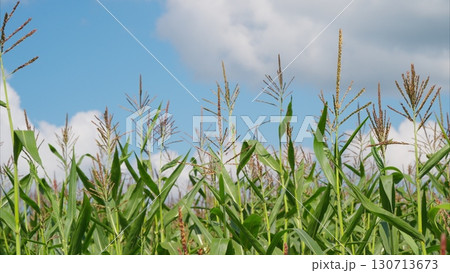 A Lush Cornfield Stretching Out Beneath a Vibrant Blue Sky Filled with Fluffy Clouds 130713673