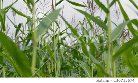 A Beautiful, Lush Green Cornfield Sprawling Under a Dramatic, Cloudy Sky Above it 130713674