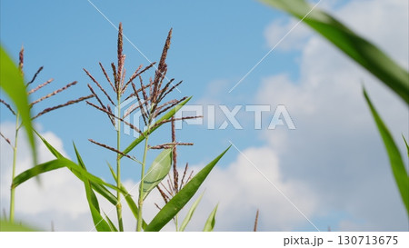 A Beautiful and Serene Landscape Filled with Lush Green Corn Grass Set Against a Bright Blue Sky Above 130713675