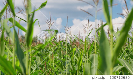 A Beautiful Lush Green Cornfield Lies Under a Bright Blue Sky Filled with Fluffy Clouds A Beautiful Lush Green Cornfield Lies Under a Bright Blue Sky Filled with Fluffy Clouds 130713680