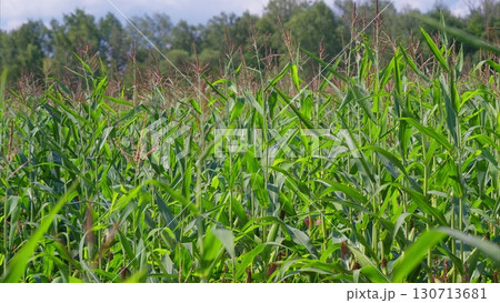 A picturesque and lush green Corn field filled with various grain plants under a bright blue sky 130713681