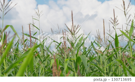 A Vibrant Cornfield Flourishing Under a Bright and Endless Sky Filled with Clouds A Vibrant Cornfield Flourishing Under a Bright and Endless Sky Filled with Clouds 130713695