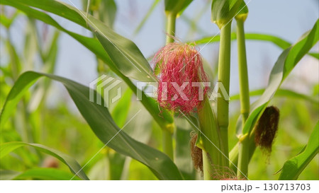 A CloseUp View of a Beautiful and Colorful Corn Flower in a Lush Green Field of Nature 130713703