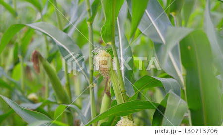 CloseUp Shots of Beautiful Corn Plants Growing Steadily in a Vibrant Field Environment 130713706