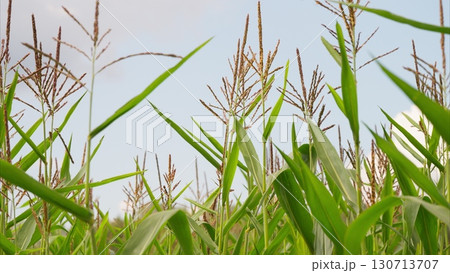 A Lush Green Cornfield Sprawling Under a Bright and Beautiful Sky Filled with Sunshine 130713707