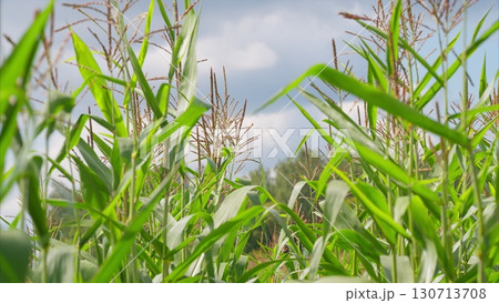 A Beautiful Lush Cornfield Under a Clear Bright Sky Creating a Perfect Rural Scene 130713708