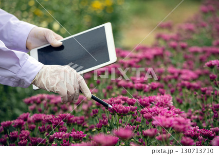 Close-up of researcher with gloves using tablet and stylus to examine pink flowers in field, symbolizing smart farming, agricultural technology, plant research, sustainable farming, and modern 130713710