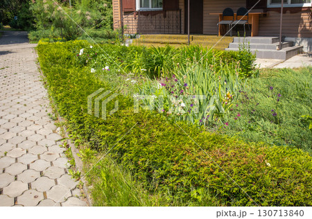 Home flowerbed with hedge and irises along a paved path, sunny garden, horizontal Home flowerbed with hedge and irises along a paved path, sunny garden, horizontal 130713840