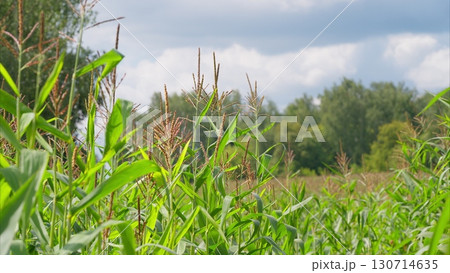 A Lush and Vibrant Green Cornfield is Spread Out Beneath a Beautiful Cloudy Sky Above 130714635