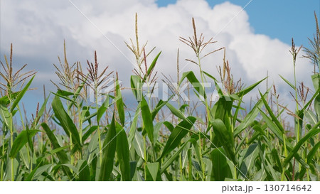 A Vibrant Corn Field Stretching Out Under a Clear Blue Sky on a Sunny Summer Day 130714642