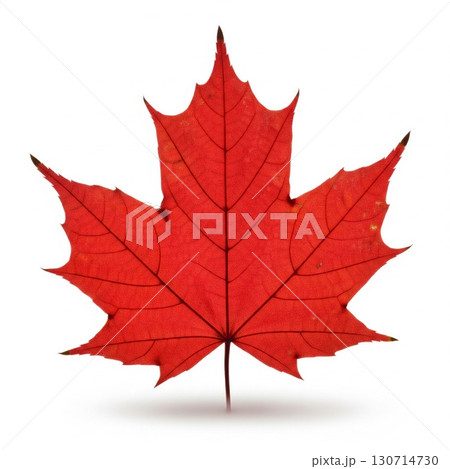 Isolated Red Maple Leaf with Glittering Texture on White Background Highlighting Veins and Edges Isolated Red Maple Leaf with Glittering Texture on White Background Highlighting Veins and Edges 130714730