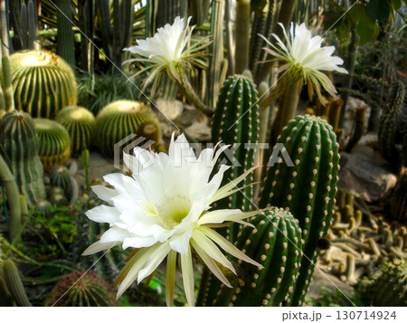 White Echinopsis Cactus Blooms in a Lush Greenhouse Environment Filled With Diverse Succulents 130714924